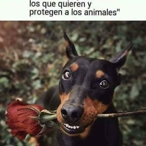 Meet your Posher, Gloria